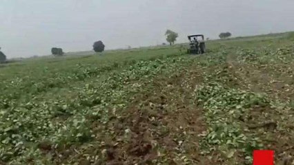 कोलारस: बारिश न होने से सुखे की मार झेल रहा किसान, ट्रैक्टर चला कर फसल की नष्ट