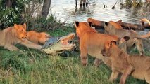 Cornered Crocodile is Forced to Fight 5 Lions