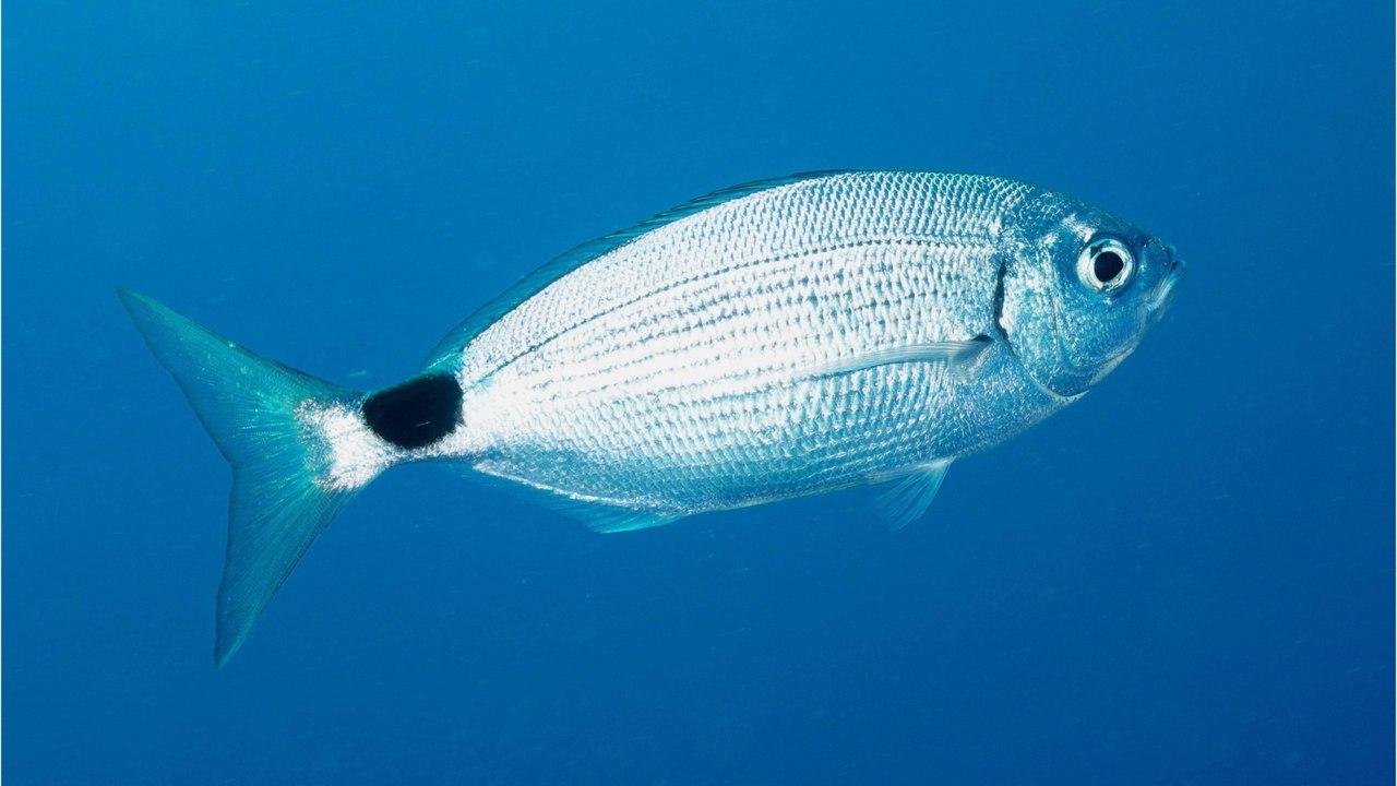 Costa blanca: "piranha-ähnliche" fische attackieren badegäste - 15 verletzte