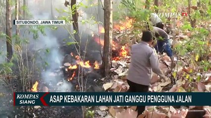 Medan Ekstrem dan Angin Kencang Persulit Pemadaman Kebakaran Lahan Jati di Situbondo!