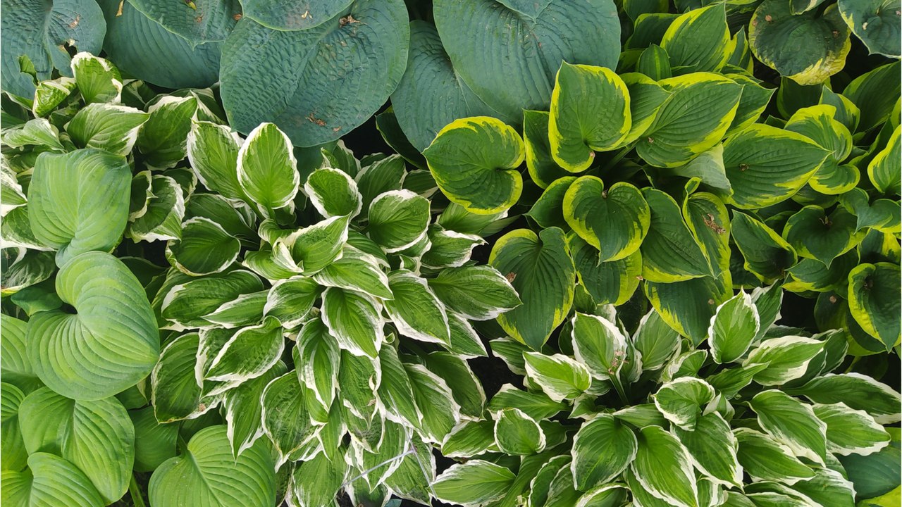 Besonders dekorativ: Warum Sie Funkien im Garten haben sollten