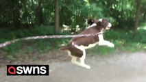 Cute dog jumps for joy - because it's on its way for a walk