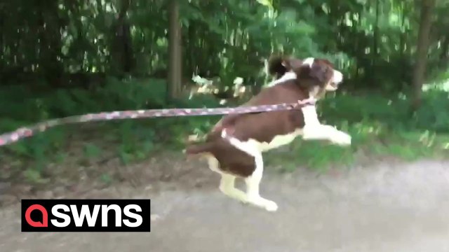 Cute dog jumps for joy - because it's on its way for a walk