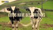Did You Know? Cows have best friends and become stressed if they are separated