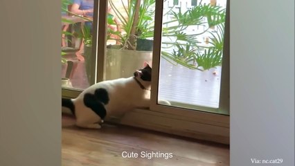 German Shepherd dog suddenly realizes he is at the vet Funny Dog's Reaction