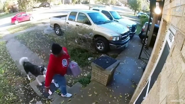 dog, dogs, funny dogs, funny videos, funny animals, pets, I would die laughing for these dogs, Funny Dogs And Cats Videos 2023 - Best Funniest Animal Videos Of The Month #1,