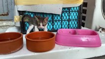 Incredibly beautiful Kittens living on the street. These Kittens love to play