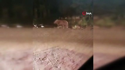Uludağ'da Karnı Acıkan Ayı Ailesi Çöp Konteynerlerini Karıştırdı