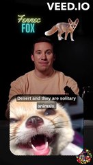 Fennec Foxes: The Ears of the Desert