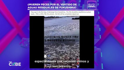 The Cube | ¿Están muriendo miles de peces por las aguas de la central nuclear de Fukushima?