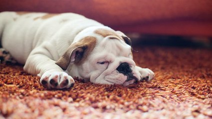 How to Remove Pet Hair from Carpet: 7 Proven Methods