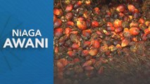 El Nino dijangka sokong harga minyak sawit mentah
