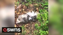 Waddling mother opossum struggles to walk across yard - as a dozen babies cling to her back