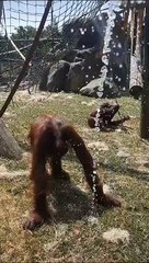 Cute video of Blackpool Zoo's orangutans!