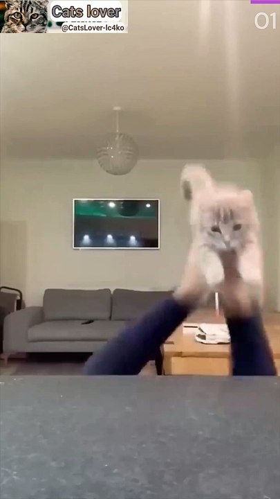 funny cat's video