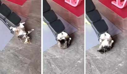 Huvittava video: kuntoiluhullu kissa yrittää saada vyötärönsä hoikemmaksi