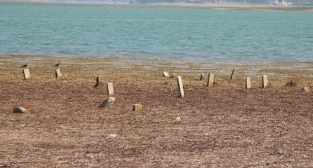 Gölün suyu çekildi: Mezarlık ortaya çıktı
