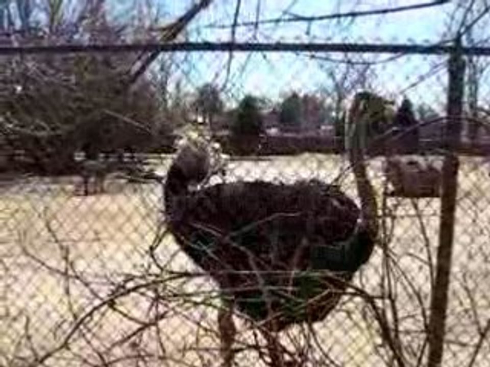 African Animals