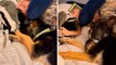 Vídeo hilarante: perro pastor alemán roba chupete de bebé y divierte a internet