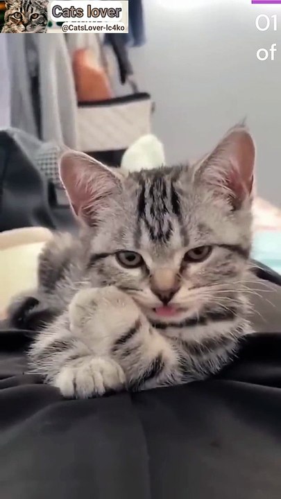 Funny cats video