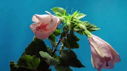 Mis Gibi Çiçekler !