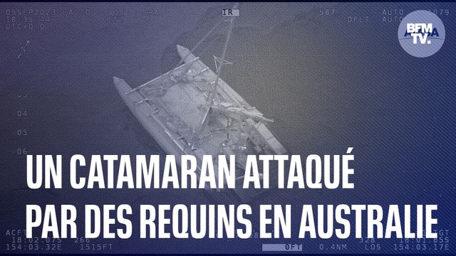 Un catamaran attaqué par des requins en Australie