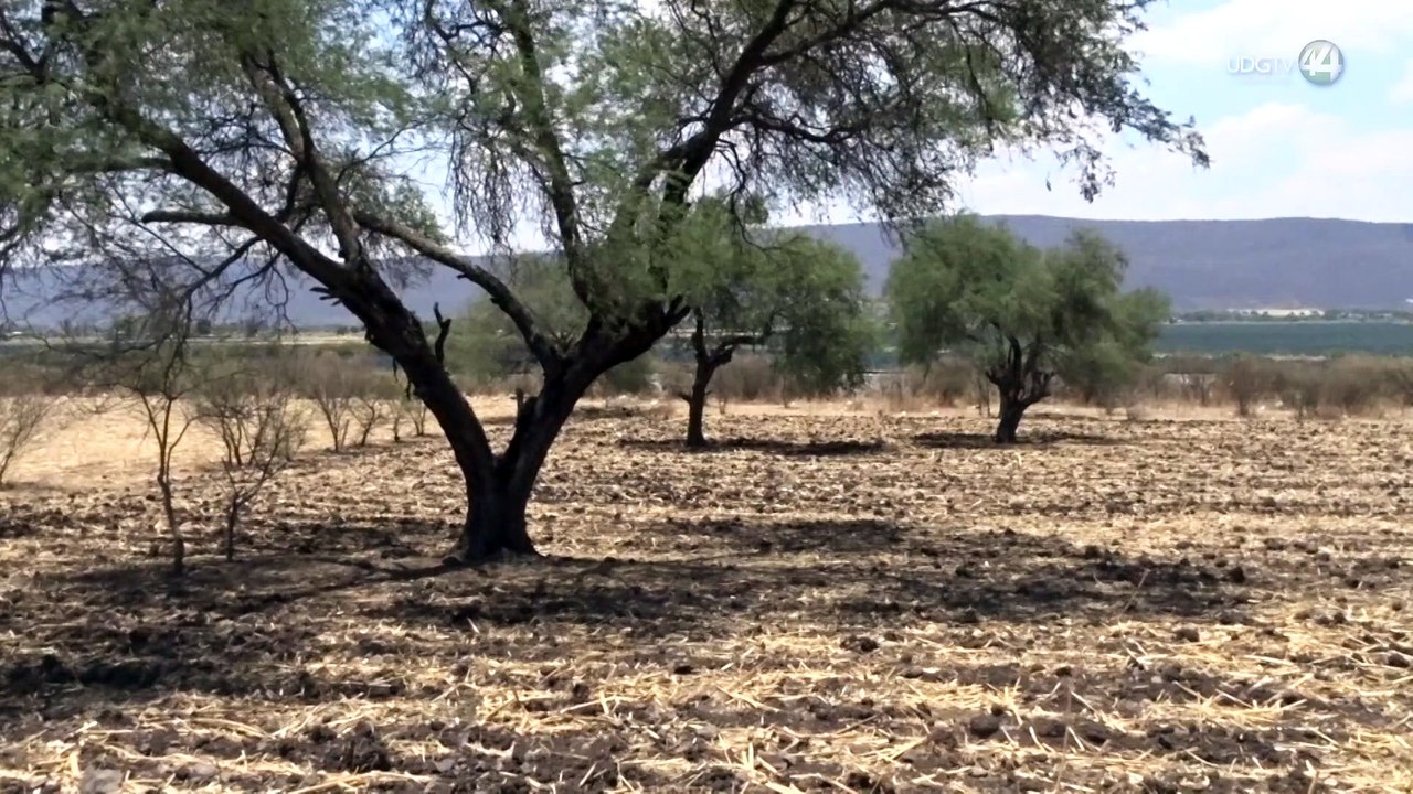 Mal temporal golpea a agricultores de la Ciénega; lluvias podrían significar pérdida de cosechas