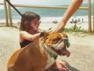Dog Days Of Summer - Planet Pets TV Episode 1