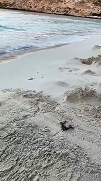 Schiudono i nidi di tartaruga Carretta caretta a Lampedusa