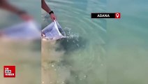 Kozan’da barajlara 600 bin sazan balığı yavrusu bırakıldı