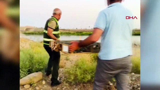 Irak'tan yasa dışı yollarla getirilen bin 600 saka kuşu ele geçirildi
