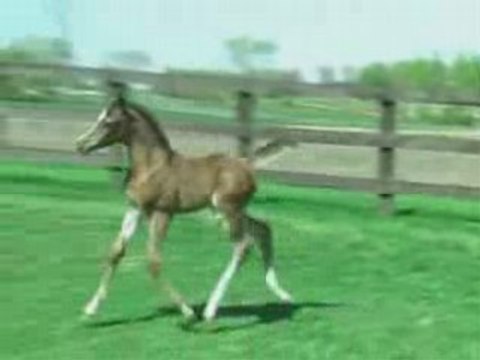 Pur sang arabe (1) - Pur, sang