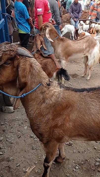 Kambing Indukan Jumbo Terbaik di Pasar Bendilwungu