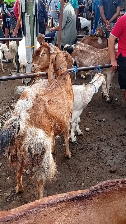 Kambing Jawa Randu Merah Hari ini Istimewa Bagusnya