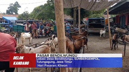 FULL KAMBING JANTAN MASIH MUDA CALON PEJANTAN MASA DEPAN