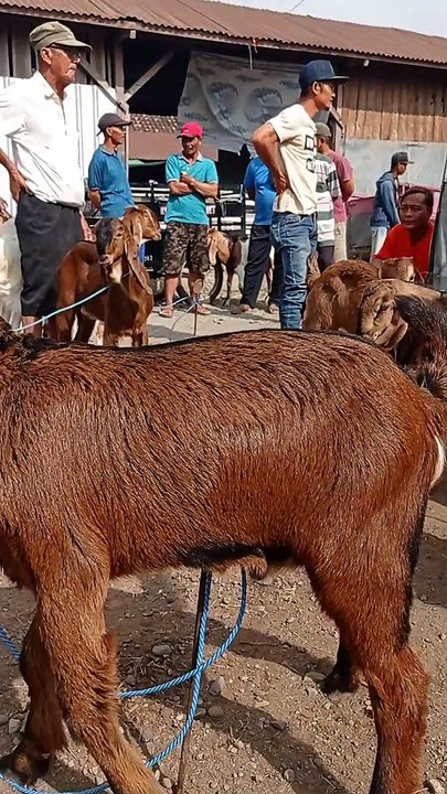 Kambing Bakalan Jerabang Plus Milik Mas Agung
