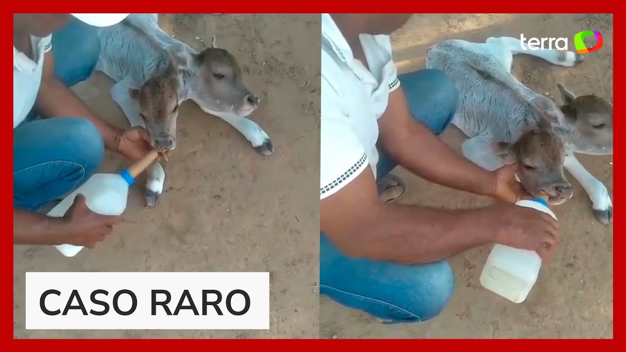 Bezerra nasce com duas cabeças em fazenda no i...