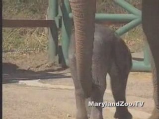 Baby Elephant - Maryland Zoo in Baltimore
