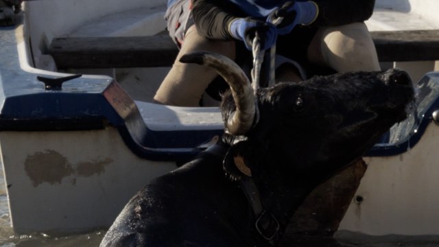 Más del 20% de los municipios españoles celebran festejos con toros