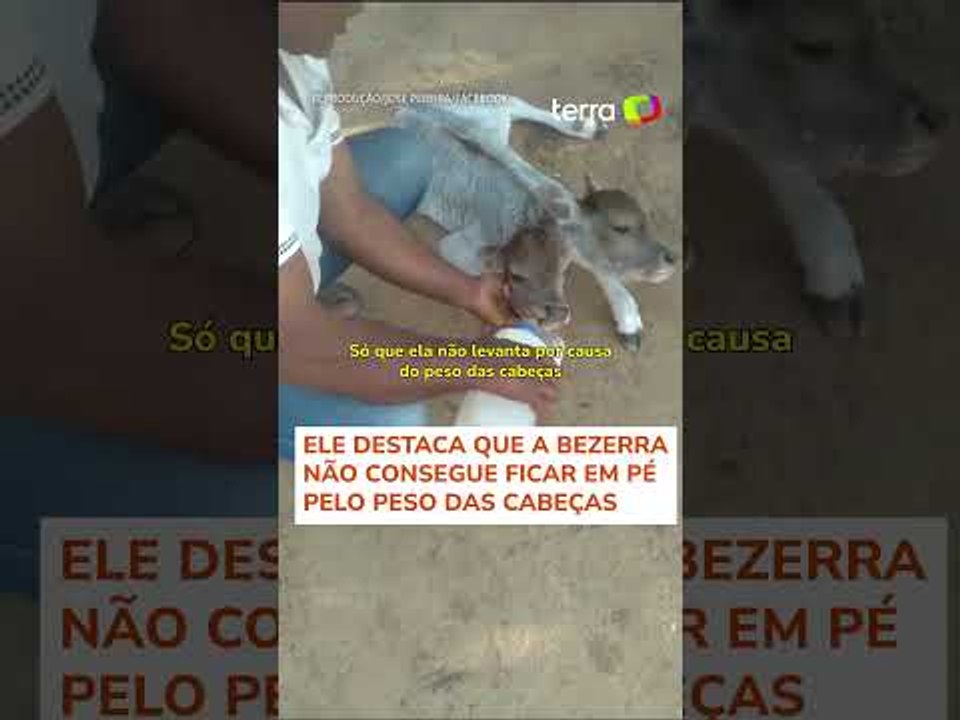Bezerra nasce com duas cabeças em fazenda no i...