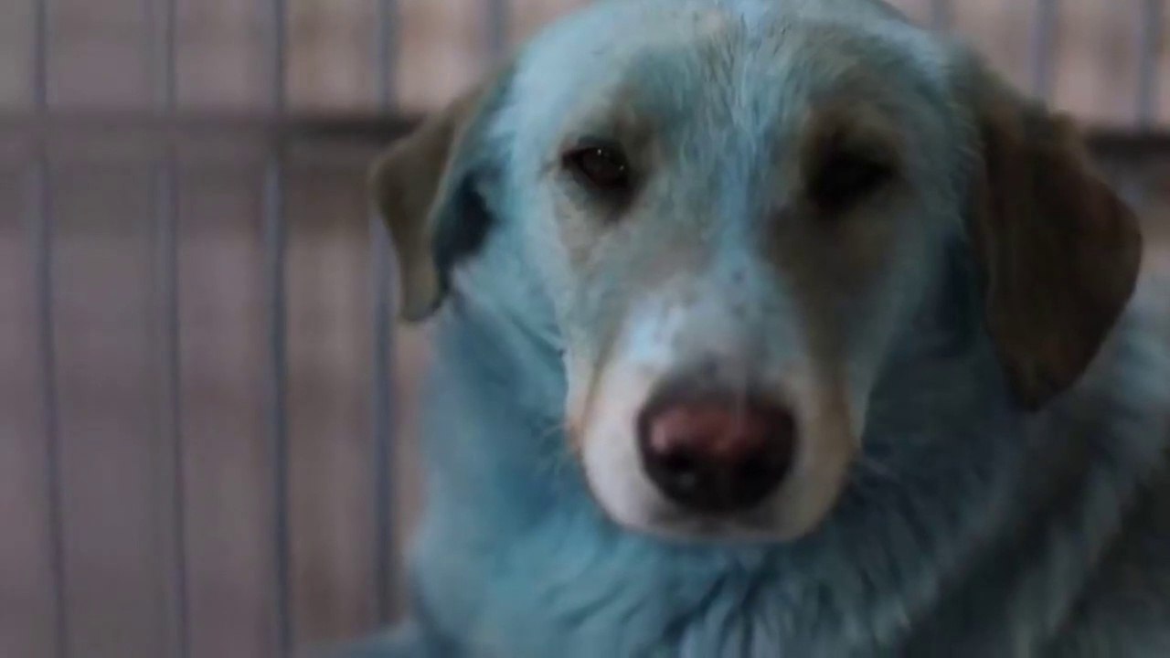 GENETIC MUTATION OR FAILED EXPERIMENT | Solving the Mystery of the Blue Dogs