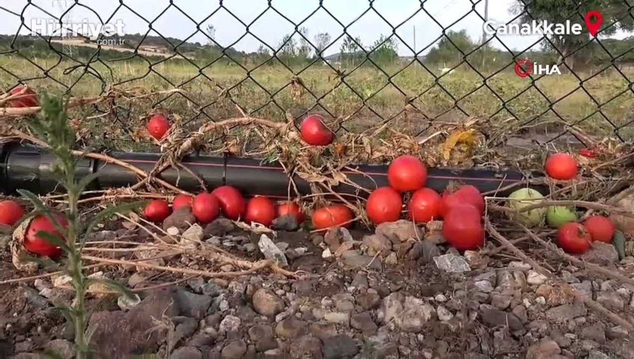 Ezine’de sağanak yağış! Bin 150 dekar tarım arazisi zarar gördü