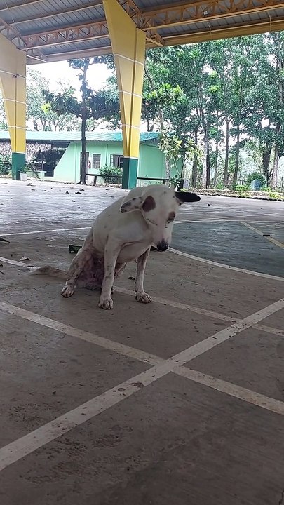 Dog Decides It's Nap Time During Basketball Game