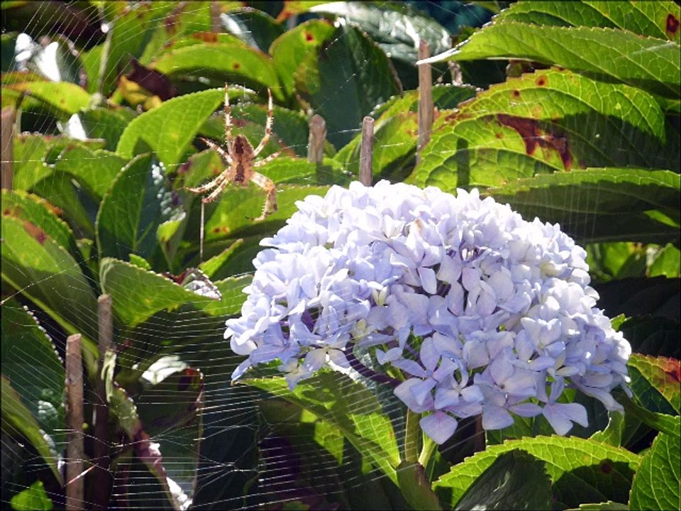 Araignées - Musique : Reel à 8 (traditionnel québécois) - Eric : guitares, mandolines.
