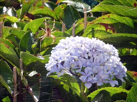 Araignées - Musique : Reel à 8 (traditionnel québécois) - Eric : guitares, mandolines.
