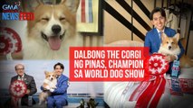Dalbong The Corgi ng Pinas, champion sa World Dog Show | GMA Integrated Newsfeed