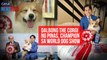 Dalbong The Corgi ng Pinas, champion sa World Dog Show | GMA Integrated Newsfeed