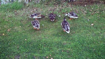 Vacances Annick et Jacques - lundi 11 septembre 2023 à De Lombarde (tourné le matin vers 7 h 30)