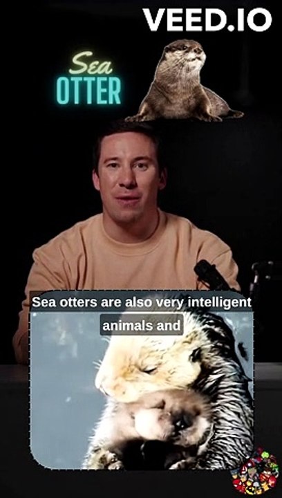 Sea Otters: The Cutest Seagoing Furballs