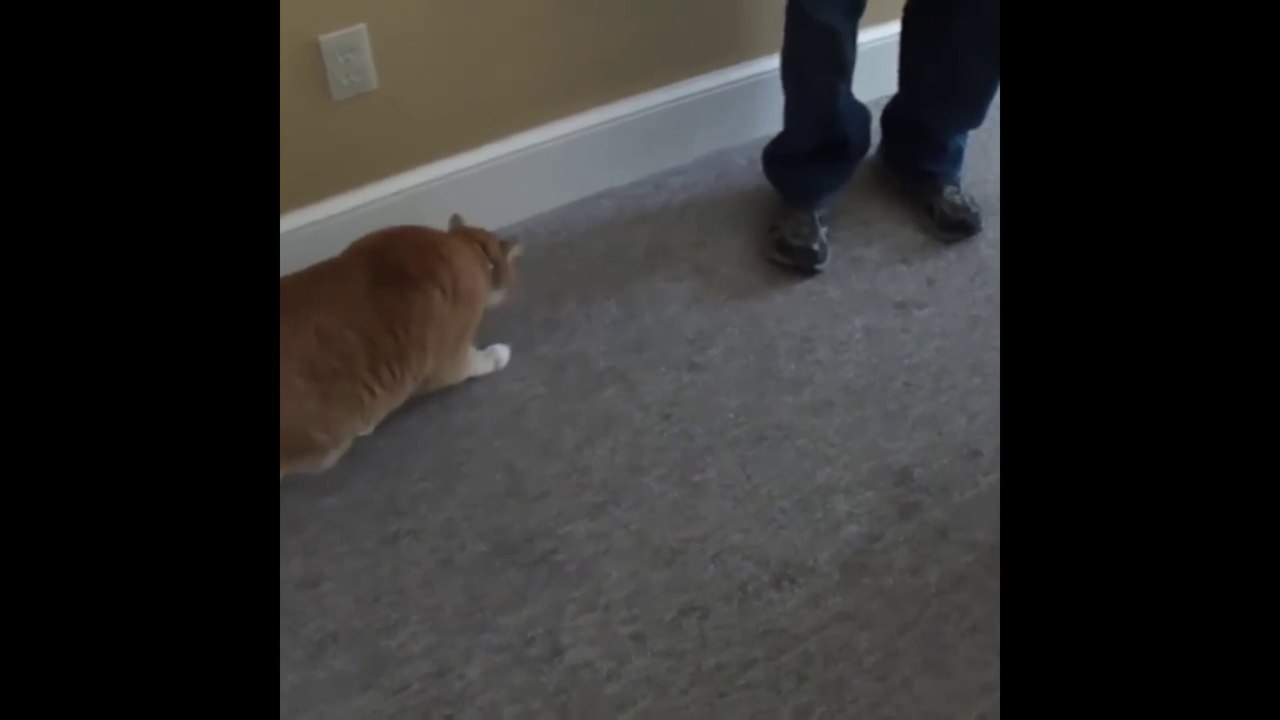 Funny cat